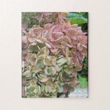 Gemeiner Garten Hydrangea