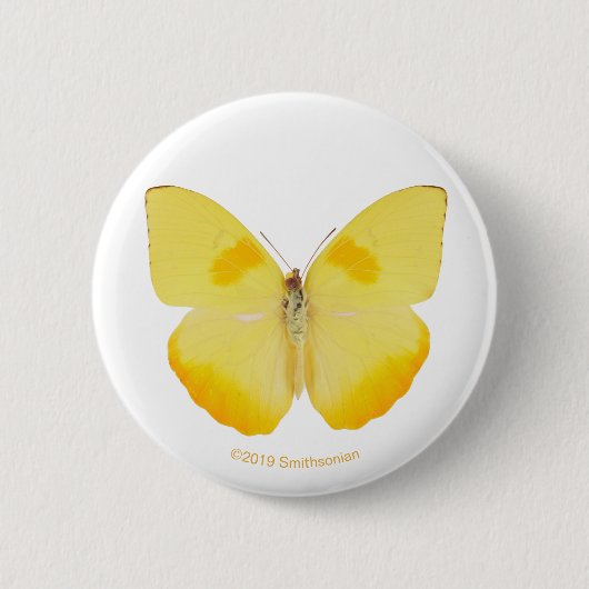 Gemeiner Gras-Gelb-Schmetterling Button (Vorderseite)