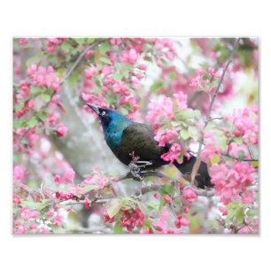 Gemeiner Grauvogel im Mittelwesten von Krabbenapfe Fotodruck