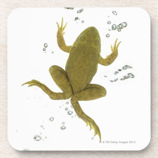 gemeiner grüner Frosch Untersetzer (Vorderseite)