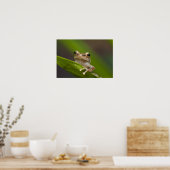 Gemeiner Kakao, Eleutherodactylus coqui, El Poster (Küche)