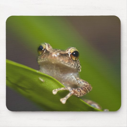 Gemeiner Kakao, Eleutherodactylus coqui Mousepad (Vorne)