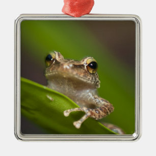 Gemeiner Kakao, Eleutherodactylus coqui Ornament Aus Metall