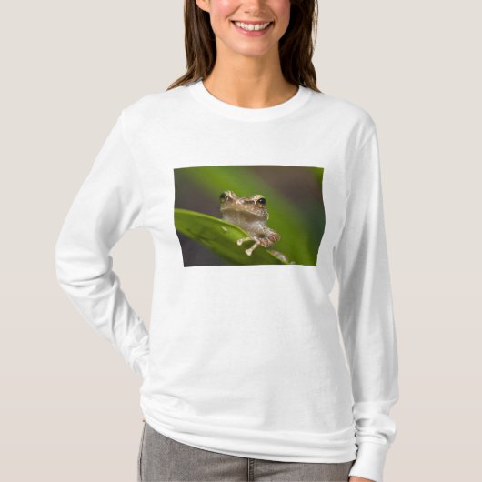 Gemeiner Kakao, Eleutherodactylus coqui T-Shirt (Vorderseite)