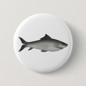 Gemeiner Labeo Button (Vorderseite)