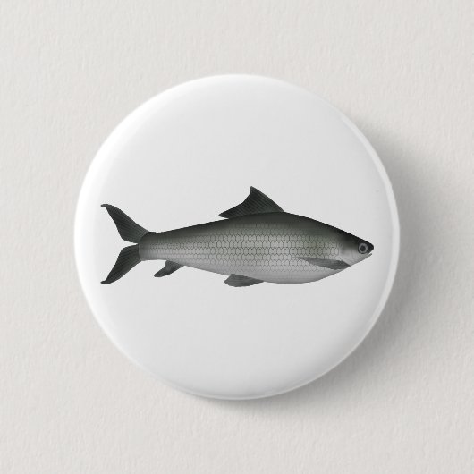 Gemeiner Labeo Button (Vorderseite)