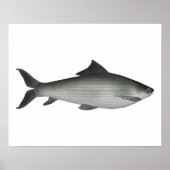 Gemeiner Labeo Poster (Vorne)