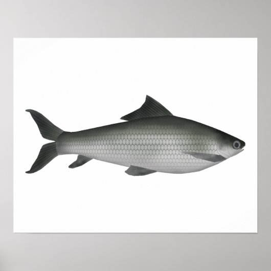 Gemeiner Labeo Poster (Vorne)