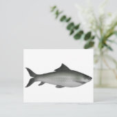 Gemeiner Labeo Postkarte (Stehend Vorderseite)