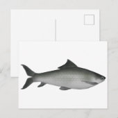 Gemeiner Labeo Postkarte (Vorne/Hinten)