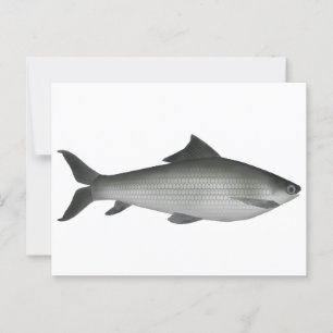 Gemeiner Labeo Postkarte