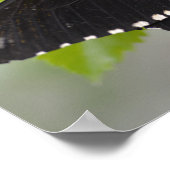 Gemeiner Lachsbutt Poster (Ecke)