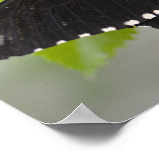 Gemeiner Lachsbutt Poster (Ecke)