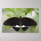 Gemeiner Lachsbutt Poster (Vorne)