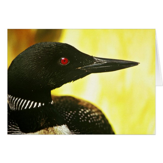 Gemeiner Loon (Vorderseite (Horizontal))