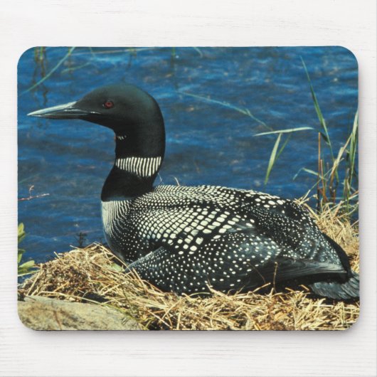 Gemeiner Loon Mousepad (Vorne)