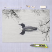 Gemeiner Loon Swims im Winter am Nordsee Seidenpapier (Handwerk)