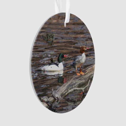 Gemeiner Merganser Ornament (Vorderseite)