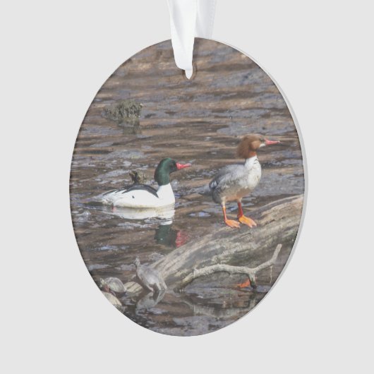 Gemeiner Merganser Ornament (Vorderseite)