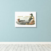 Gemeiner Merganser von Audubon Leinwanddruck (Insitu (Holzboden))