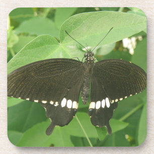 Gemeiner Mormon Butterfly Cork Untersetzer