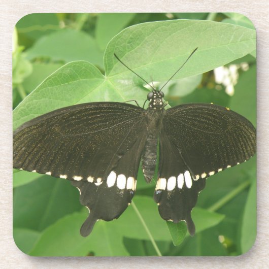 Gemeiner Mormon Butterfly Cork Untersetzer (Vorderseite)