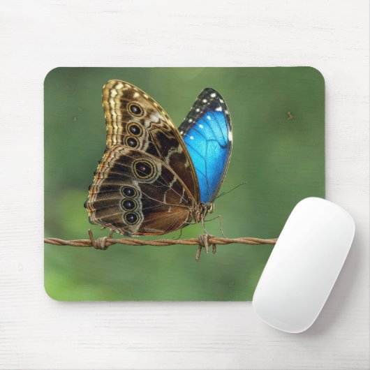 Gemeiner Morpho-Schmetterling auf Stacheldraht Mousepad (Mit Mouse)