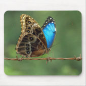 Gemeiner Morpho-Schmetterling auf Stacheldraht Mousepad (Vorne)