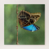 Gemeiner Morpho-Schmetterling auf Stacheldraht Puzzle (Horizontal)