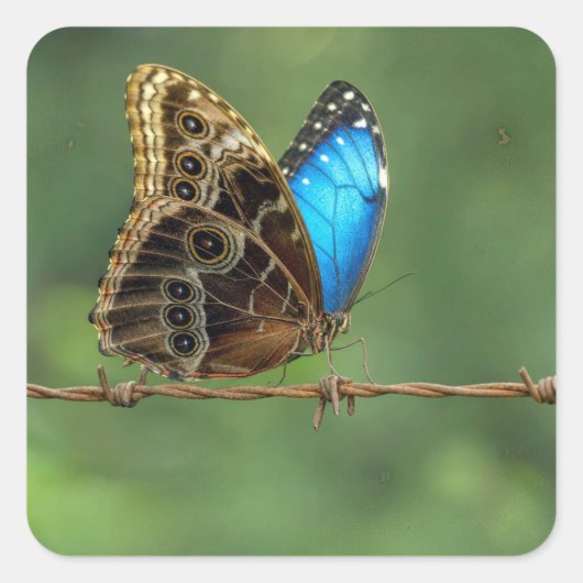 Gemeiner Morpho-Schmetterling auf Stacheldraht Quadratischer Aufkleber (Vorderseite)