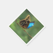 Gemeiner Morpho-Schmetterling auf Stacheldraht Serviette (Ecke)