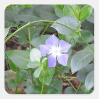 Gemeiner Periwinkle, Vinca Minor, auf der Straße