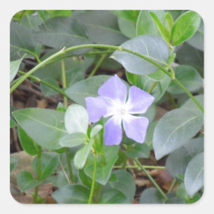 Gemeiner Periwinkle, Vinca Minor, auf der Straße Quadratischer Aufkleber