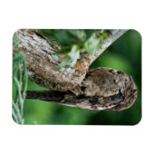 Gemeiner Poto Small Magnet (Horizontal)