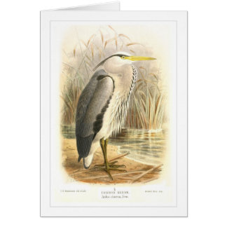 Gemeiner Reiher