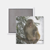 Gemeiner Rhesus-Macaque-Affe (Macaca mulatta) Sitz Magnet (Vorderseite/Rückseite)