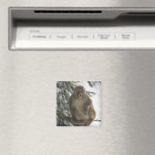 Gemeiner Rhesus-Macaque-Affe (Macaca mulatta) Sitz Magnet (In Situ (Geschirrspüler))