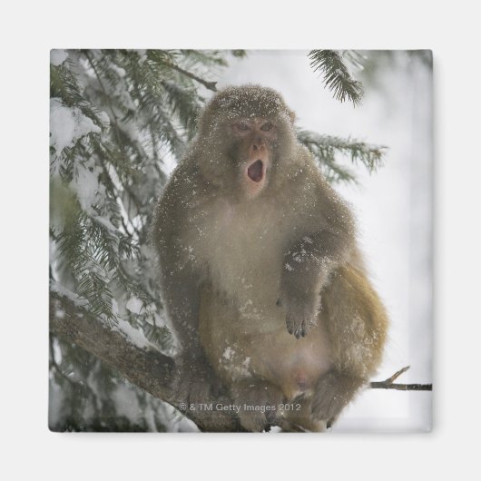 Gemeiner Rhesus-Macaque-Affe (Macaca mulatta) Sitz Magnet (Vorne)