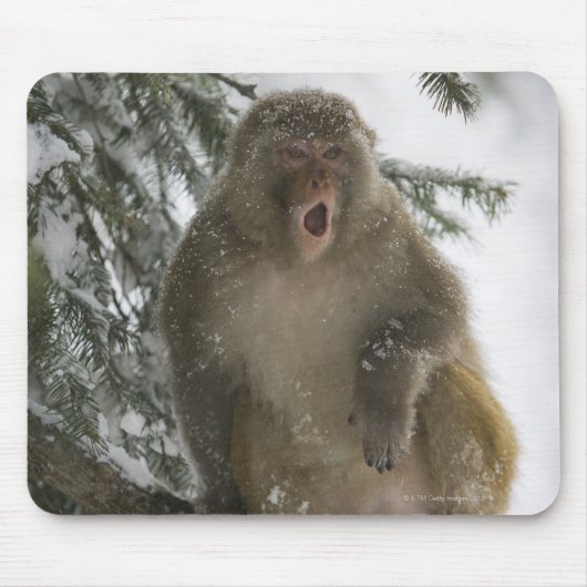 Gemeiner Rhesus-Macaque-Affe (Macaca mulatta) Sitz Mousepad (Vorne)