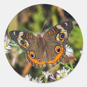 Gemeiner Rosskastanien-Schmetterlings-runder Runder Aufkleber