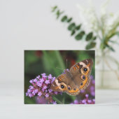 Gemeiner Schmetterling auf Verbena Blank Postkarte (Stehend Vorderseite)