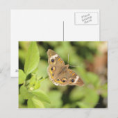Gemeiner Schmetterling aus dem Auge, Junonia coeni Postkarte (Vorne/Hinten)