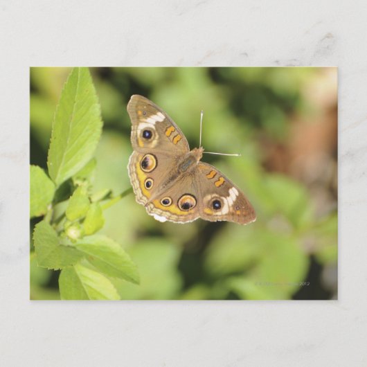 Gemeiner Schmetterling aus dem Auge, Junonia coeni Postkarte (Vorderseite)