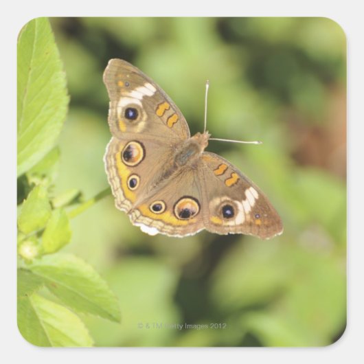 Gemeiner Schmetterling aus dem Auge, Junonia coeni Quadratischer Aufkleber (Vorderseite)
