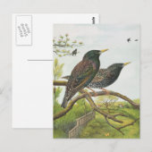 Gemeiner Star Postkarte (Vorne/Hinten)