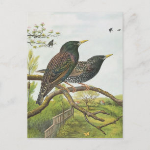 Gemeiner Star Postkarte
