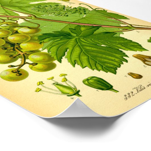 Gemeiner Wein (Vitis vinifera) Poster (Ecke)