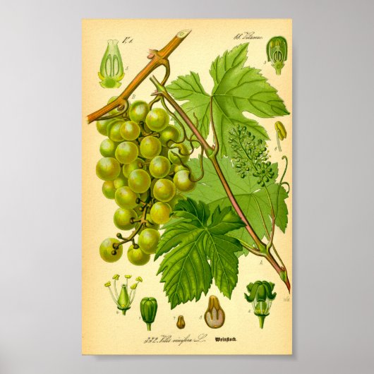 Gemeiner Wein (Vitis vinifera) Poster (Vorne)