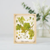 Gemeiner Weintraub - Vintage Abbildung Postkarte (Stehend Vorderseite)