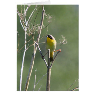 Gemeiner Yellowthroat
